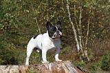 BOULEDOGUE FRANCAIS 317
